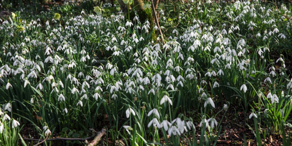 <p>Sneeuwklokjes verplanten en vermeerderen</p>