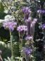 <p>Phacelia</p>