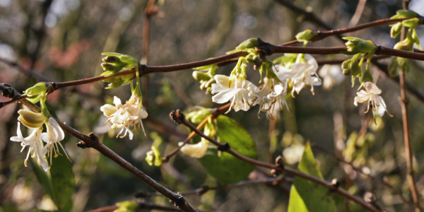 <p>Februari: bloeiende winterkamperfoelie</p>