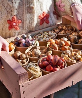 BOLLEN PLANTEN