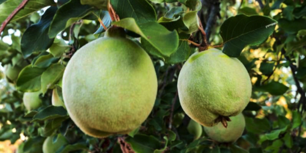 <p>Fruitbomen planten in januari</p>